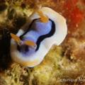 Anilao 2025 016